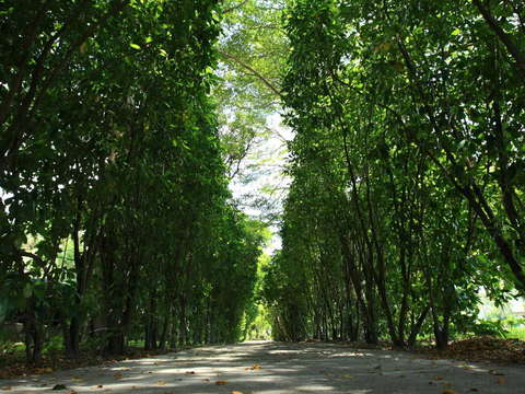 臺東舊鐵道路廊